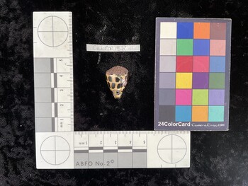 CebAR138; 23x15.5x19.5 dorsal photo thumbnail