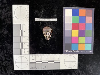 CebAR138; 23x15.5x19.5 ventral photo thumbnail