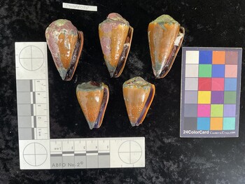 CsangAR038; 47*x28x39 ventral photo thumbnail