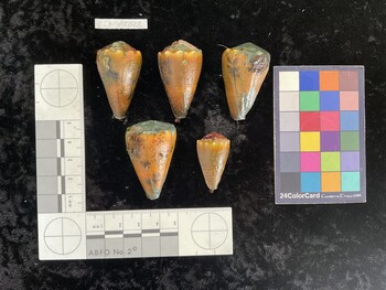 CsangAR043; 43x27.5x39 dorsal photo thumbnail