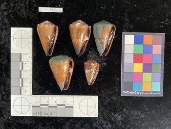 CsangAR043; 43x27.5x39 ventral photo thumbnail