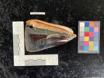 CleoAR011; 101x66x98 ventral photo thumbnail