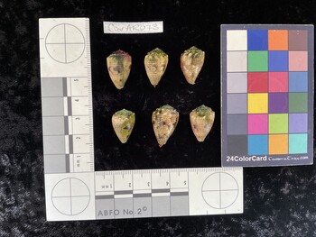 CcorAR073; 19.5x12x15.5 dorsal photo thumbnail