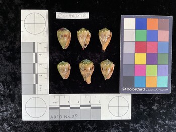 CcorAR073; 19.5x12x15.5 ventral photo thumbnail