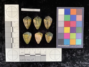 CcorAR087; 23.5x15.5x19 dorsal photo thumbnail