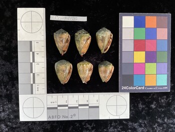 CcorAR087; 23.5x15.5x19 ventral photo thumbnail