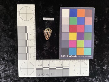 CchAR011; 18.5x12x14 dorsal photo thumbnail