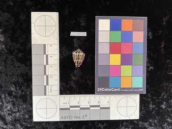 CchAR011; 18.5x12x14 ventral photo thumbnail