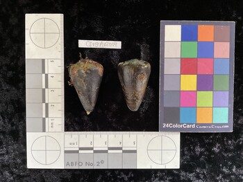 CfrigAR009; 35.5x22x30 dorsal photo thumbnail