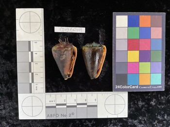CfrigAR009; 35.5x22x30 ventral photo thumbnail