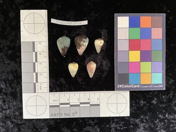 CnanAR052; 19x13x15 dorsal photo thumbnail