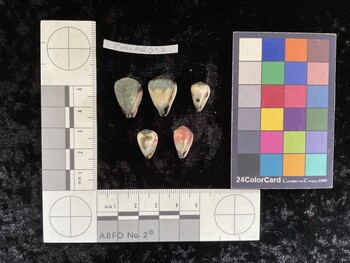CnanAR052; 19x13x15 ventral photo thumbnail