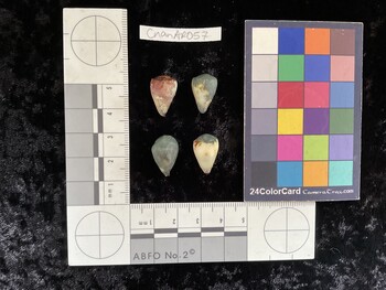 CnanAR057; 16.5x11x15 ventral photo thumbnail
