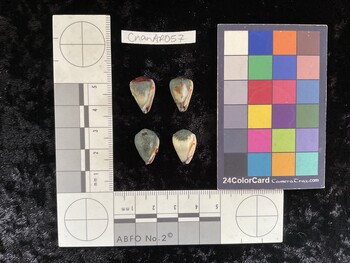 CnanAR057; 16.5x11x15 dorsal photo thumbnail