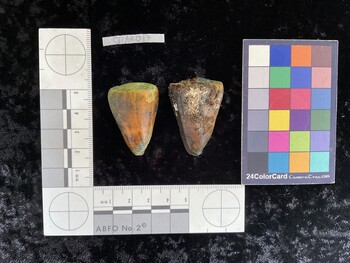 CflAR017; 37x25x35.5 dorsal photo thumbnail