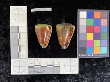 CflAR017; 37x25x35.5 ventral photo thumbnail