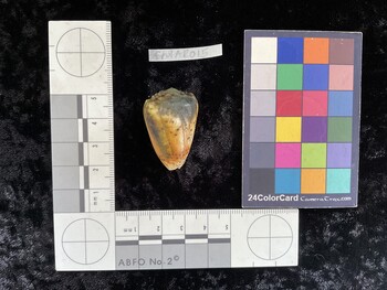 CpulAR015; 34.5x23x29.5 dorsal photo thumbnail