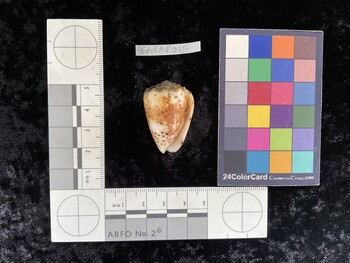 CpulAR015; 34.5x23x29.5 ventral photo thumbnail