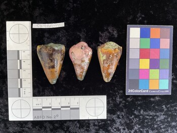 CsangAR048; 43x28x40 dorsal photo thumbnail