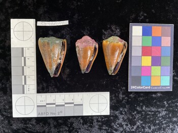 CsangAR048; 43x28x40 ventral photo thumbnail