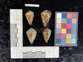 ClivAR113; 29x18x24 dorsal photo thumbnail