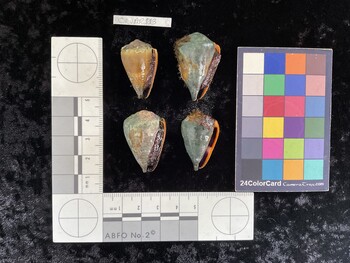 ClivAR113; 29x18x24 ventral photo thumbnail