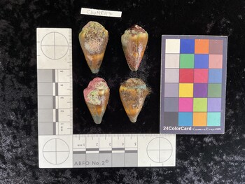 ClivAR117; 36.5x21x29 dorsal photo thumbnail