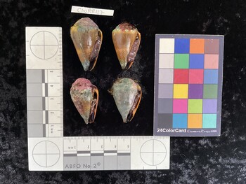 ClivAR117; 36.5x21x29 ventral photo thumbnail
