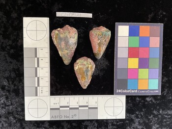 ClivAR121; 39x22.5x31 dorsal photo thumbnail