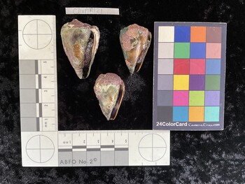 ClivAR121; 39x22.5x31 ventral photo thumbnail