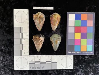 ClivAR124; 31.5x19.5x25.5 dorsal photo thumbnail