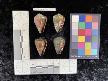 ClivAR124; 31.5x19.5x25.5 ventral photo thumbnail