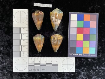 ClivAR128; 31.5x19.5x26.5 dorsal photo thumbnail