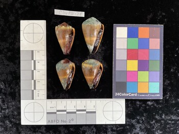 ClivAR128; 31.5x19.5x26.5 ventral photo thumbnail