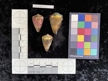 ClivAR132; 28.5x17.5x24.5 dorsal photo thumbnail