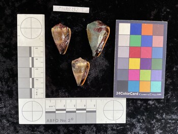 ClivAR132; 28.5x17.5x24.5 ventral photo thumbnail