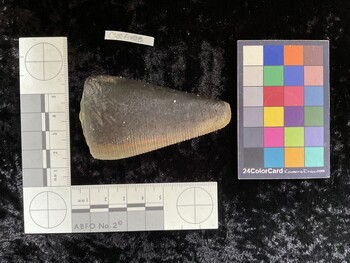 CleoAR013; 73.5x41.5x67 dorsal photo thumbnail