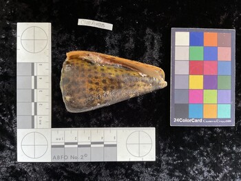 CleoAR013; 73.5x41.5x67 ventral photo thumbnail