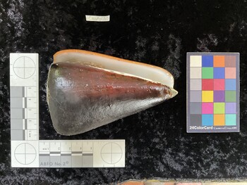 CleoAR015; 106.5x67x98.5 ventral photo thumbnail