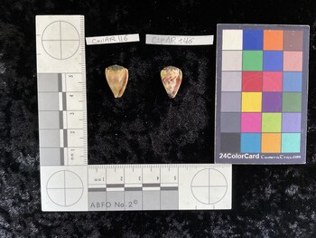 CmilAR116; 18x12x15.5 ventral photo thumbnail