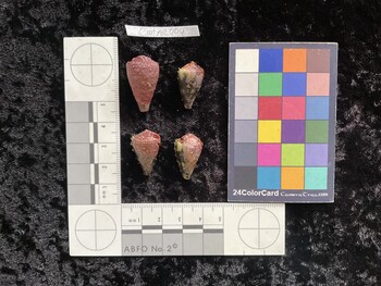 CratAR004; 25.5x15.5x22 dorsal photo thumbnail