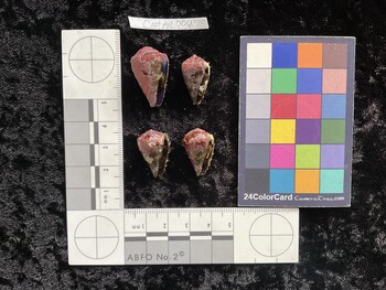 CratAR004; 25.5x15.5x22 ventral photo thumbnail