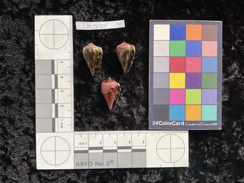 CratAR008; 22.5x13.5x19.5 ventral photo thumbnail