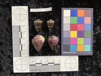 CchAR012; 20x13.5x16.5 dorsal photo thumbnail