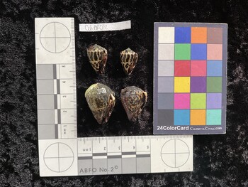 CchAR012; 20x13.5x16.5 ventral photo thumbnail