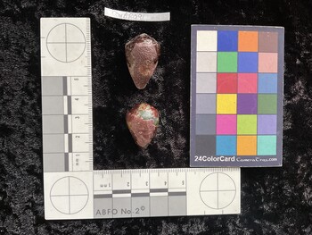 CcorAR091; 28x18x23 dorsal photo thumbnail