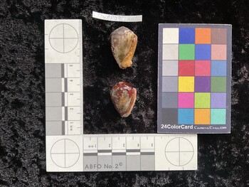 CcorAR091; 28x18x23 ventral photo thumbnail