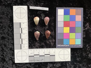 CnanAR061; 16x10x13.5 dorsal photo thumbnail