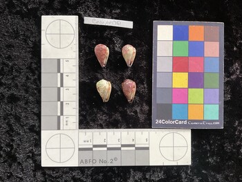 CnanAR061; 16x10x13.5 ventral photo thumbnail