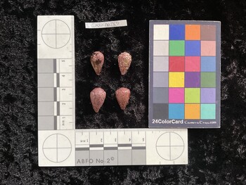 CnanAR065; 16.5x10x13.5 dorsal photo thumbnail